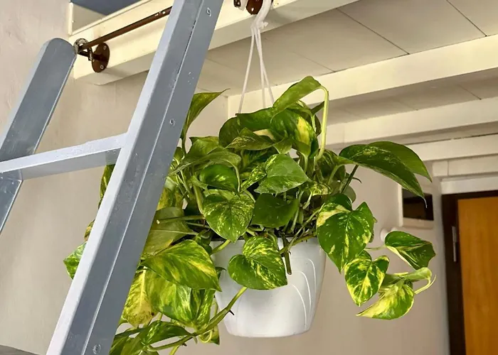 Pothos By Monteverdi *